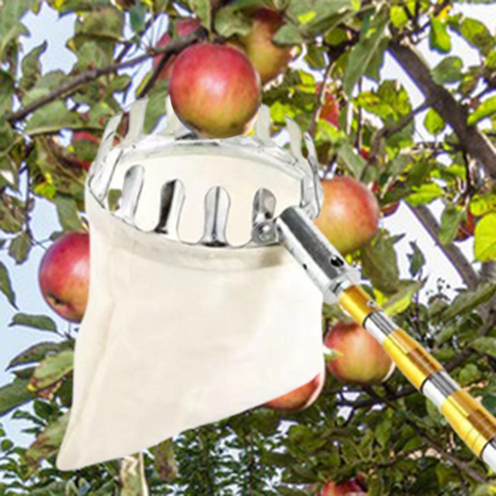 Stainless Steel Fruit Picker A - đánh giá và giá Agriculture Farming Practices