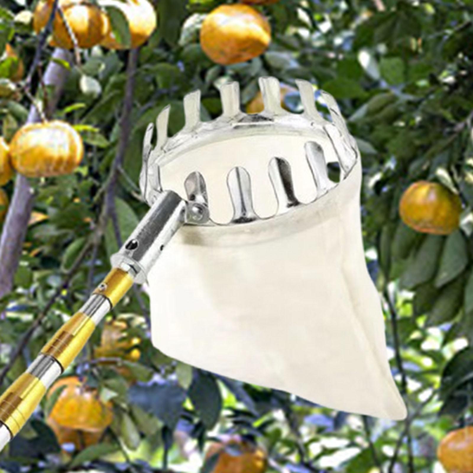 Stainless Steel Fruit Picker A - đánh giá và giá Agriculture Farming Practices