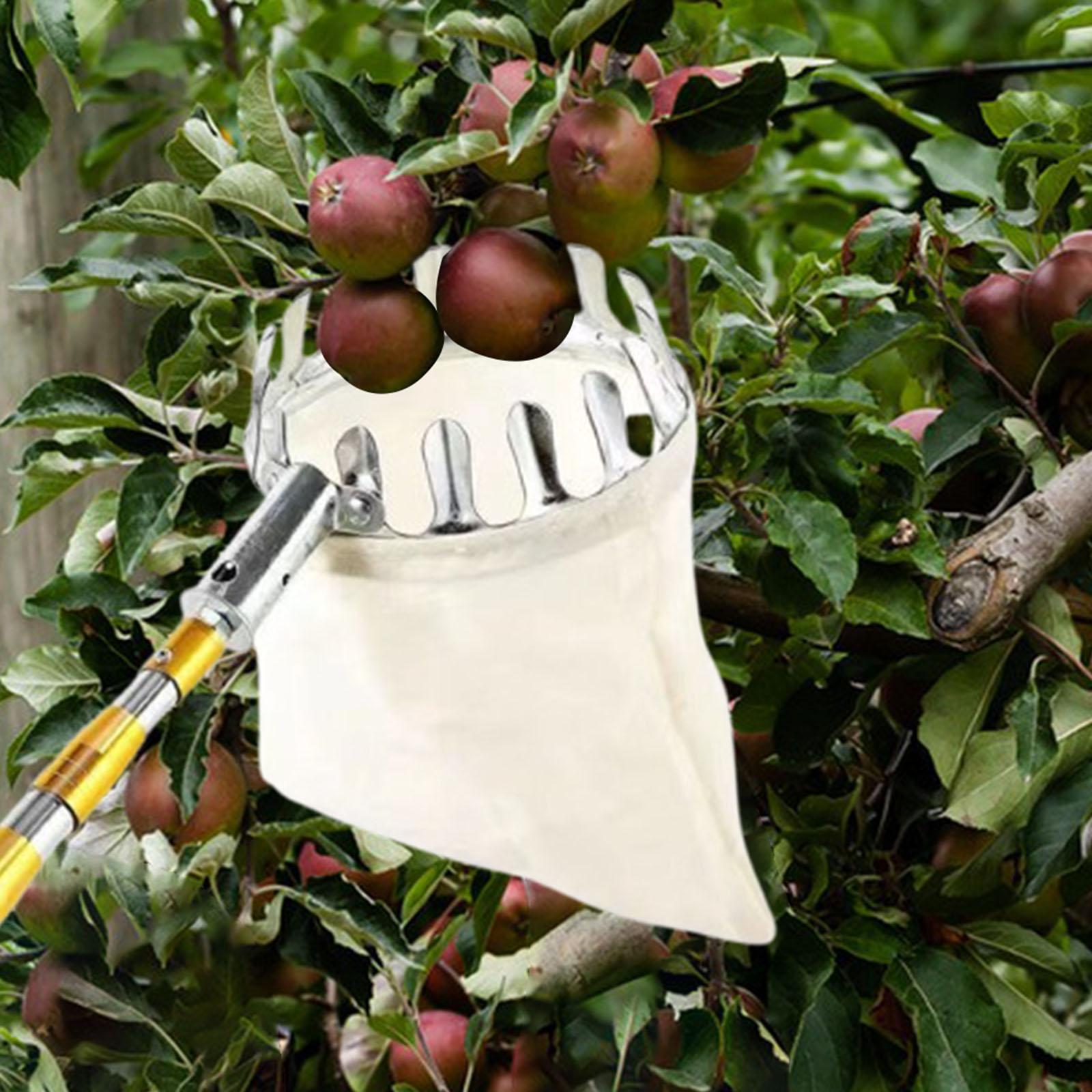 Stainless Steel Fruit Picker A - đánh giá và giá Agriculture Farming Practices