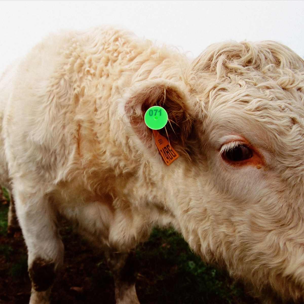 100Pcs Plastic Livestock Ear T - đánh giá và giá Livestock Ear Tag